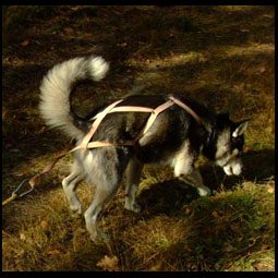 Szelki zaprzęgowe dla psa wzorowane na etnografii inuickiej